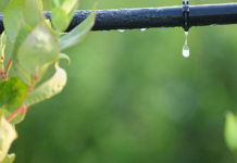 Providencia revoluciona la agricultura al optimizar el uso de agua en riego