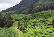 Agrícola Himalaya – Té Hindú