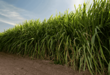 ISSCT 2025: Congreso Mundial de Caña de Azúcar en Colombia