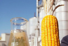 Argentina marca récord histórico en la producción de bioetanol durante 2024