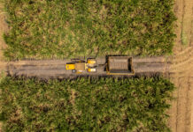 Infografía datos destacados del Sector Agroindustrial de la Caña de Azúcar 2024