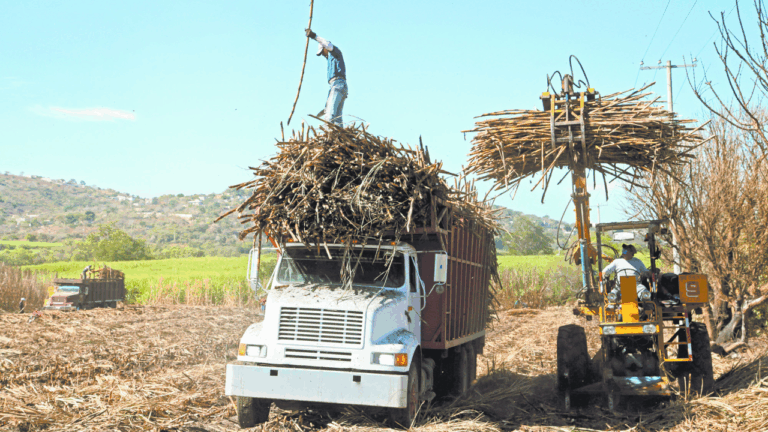 Del Bagazo al Biocarbón: La Caña de Azúcar se consagra como estrella de la Economía Circular