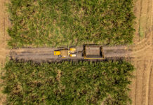 La agroindustria de la caña impulsa desarrollo y sostenibilidad en la Orinoquia