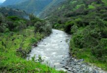Conectividad del río Amaime: Bases del Corredor Biológico de 890 km del valle del río Cauca