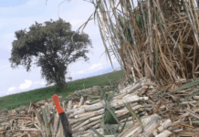 Crisis en la Agroindustria de la Caña: El Cierre del Ingenio María Luisa Enciende Alarmas en el Suroccidente