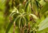 Nueva especie de vainilla fortalece el potencial productivo y ambiental del Pacífico colombiano