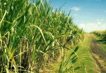 Las lluvias frenan la molienda de caña en Brasil y disparan los precios globales del azúcar y el etanol