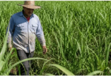 Sector agroindustrial de la caña de azúcar se declara preparado ante la eventual llegada del Fenómeno del Niño