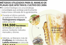 La agroindustria de la caña de azúcar mantiene un manejo fitosanitario eficiente mediante el control biológico